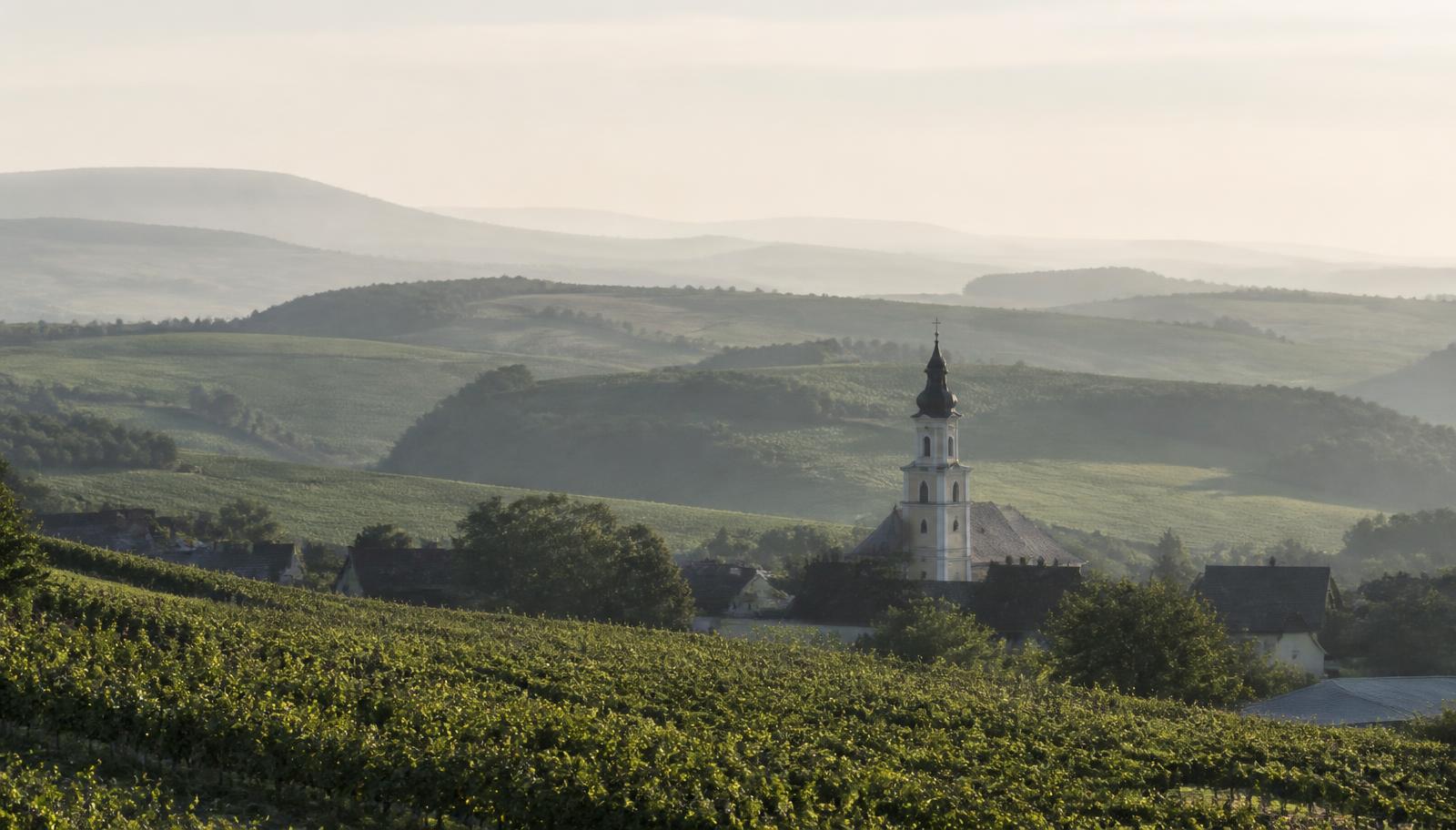 Sanfte Hügellandschaft mit Weingärten und Kirchturm in Niederösterreich